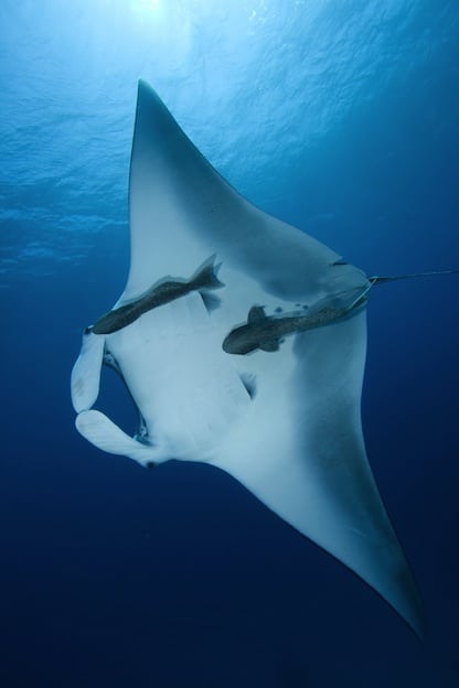 Information about the reef manta ray.