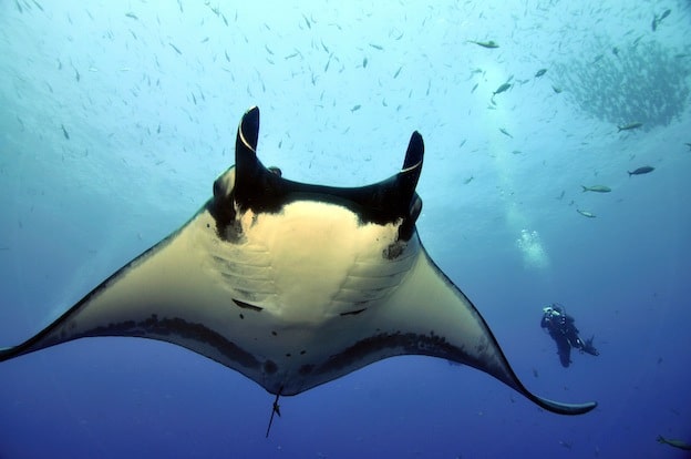 Information about Giant Manta ray