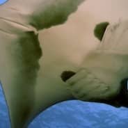 Mantarraya Alimentos Alimentación de las Mantarrayas