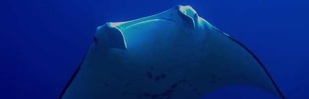 Manta Rays in Culture