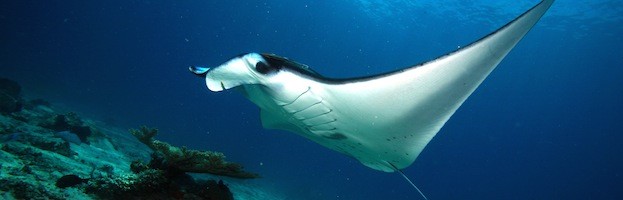 Fascinating Manta Ray Facts  SEEtheWILD Wildlife Conservation