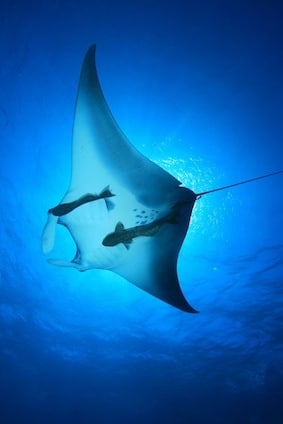 Interesting facts about mantarays