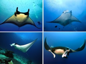Especies de Mantarraya